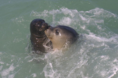 La foca monje en el Mediterráneo.