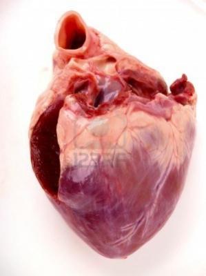 Práctica Tema 6 Aparato Circulatorio: Disección de corazón